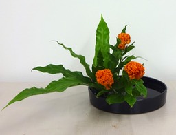 Ikebana_11272024